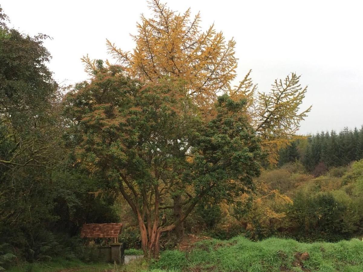 Aughavannagh Yurt Glamping Aughrim Exteriör bild